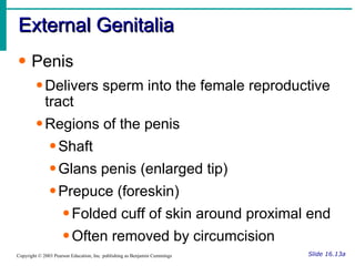 External Genitalia Slide 16.13a Copyright © 2003 Pearson Education, Inc. publishing as Benjamin Cummings Penis Delivers sperm into the female reproductive tract Regions of the penis Shaft Glans penis (enlarged tip)  Prepuce (foreskin) Folded cuff of skin around proximal end Often removed by circumcision 