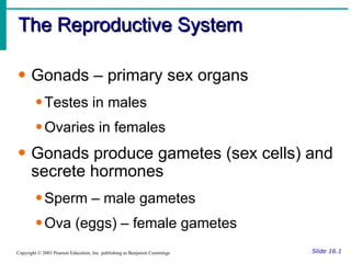 The Reproductive System Slide 16.1 Copyright © 2003 Pearson Education, Inc. publishing as Benjamin Cummings Gonads – primary sex organs Testes in males Ovaries in females Gonads produce gametes (sex cells) and secrete hormones Sperm – male gametes Ova (eggs) – female gametes 