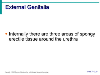 External Genitalia Slide 16.13b Copyright © 2003 Pearson Education, Inc. publishing as Benjamin Cummings Internally there are three areas of spongy erectile tissue around the urethra 