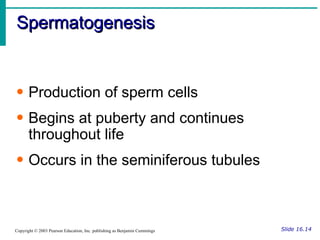 Spermatogenesis Slide 16.14 Copyright © 2003 Pearson Education, Inc. publishing as Benjamin Cummings Production of sperm cells Begins at puberty and continues throughout life Occurs in the seminiferous tubules 