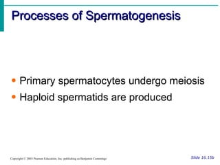 Processes of Spermatogenesis Slide 16.15b Copyright © 2003 Pearson Education, Inc. publishing as Benjamin Cummings Primary spermatocytes undergo meiosis Haploid spermatids are produced 