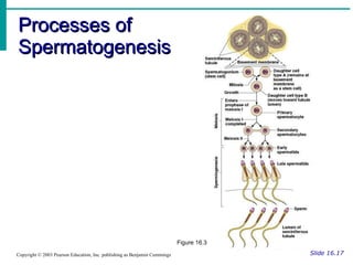 Processes of Spermatogenesis Slide 16.17 Copyright © 2003 Pearson Education, Inc. publishing as Benjamin Cummings Figure 16.3 