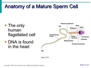 Anatomy of a Mature Sperm Cell Slide 16.18 Copyright © 2003 Pearson Education, Inc. publishing as Benjamin Cummings The only human flagellated cell DNA is found in the head Figure 16.5 