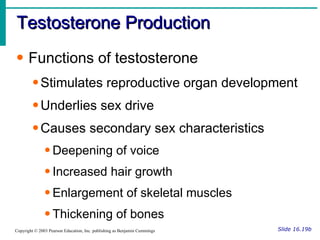 Testosterone Production Slide 16.19b Copyright © 2003 Pearson Education, Inc. publishing as Benjamin Cummings Functions of testosterone Stimulates reproductive organ development Underlies sex drive Causes secondary sex characteristics Deepening of voice Increased hair growth  Enlargement of skeletal muscles Thickening of bones 