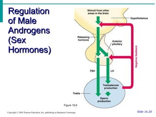 Regulation of Male Androgens (Sex Hormones) Slide 16.20 Copyright © 2003 Pearson Education, Inc. publishing as Benjamin Cummings Figure 16.6 