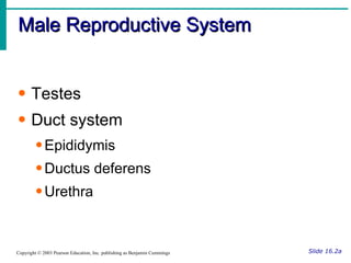 Male Reproductive System Slide 16.2a Copyright © 2003 Pearson Education, Inc. publishing as Benjamin Cummings Testes Duct system Epididymis Ductus deferens Urethra 