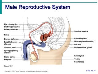 Male Reproductive System Slide 16.2c Copyright © 2003 Pearson Education, Inc. publishing as Benjamin Cummings Figure 16.2 