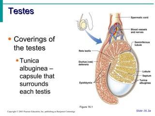 Testes Slide 16.3a Copyright © 2003 Pearson Education, Inc. publishing as Benjamin Cummings Coverings of the testes Tunica albuginea – capsule that surrounds each testis Figure 16.1 