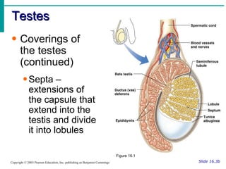 Testes Slide 16.3b Copyright © 2003 Pearson Education, Inc. publishing as Benjamin Cummings Coverings of the testes (continued) Septa – extensions of the capsule that extend into the testis and divide it into lobules Figure 16.1 