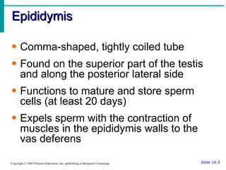 Epididymis Slide 16.5 Copyright © 2003 Pearson Education, Inc. publishing as Benjamin Cummings Comma-shaped, tightly coiled tube Found on the superior part of the testis and along the posterior lateral side Functions to mature and store sperm cells (at least 20 days) Expels sperm with the contraction of muscles in the epididymis walls to the vas deferens 