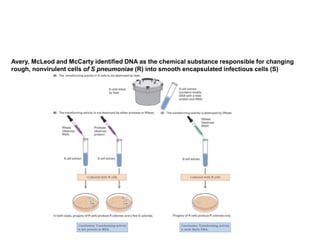 Avery, McLeod and McCarty identified DNA as the chemical substance responsible for changing
rough, nonvirulent cells of S pneumoniae (R) into smooth encapsulated infectious cells (S)
 