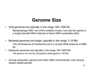 13
Genome Size
• Viral genomes are typically in the range 100–1000 kb:
Bacteriophage MS2, one of the smallest viruses, has only four genes in
a single stranded RNA molecule of about 4000 nucleotides (4kb)
• Bacterial genomes are larger, typically in the range 1–10 Mb:
The chromosome of Escherichia coli is a circular DNA molecule of 4600
kb.
• Eukaryotic genomes are typically in the range 100–1000 Mb:
The genome of a fruit fly, Drosophila melanogaster is 180 Mb
• Among eukaryotes, genome size often differs tremendously, even among
closely related species
 
