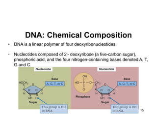 15
DNA: Chemical Composition
• DNA is a linear polymer of four deoxyribonucleotides
• Nucleotides composed of 2'- deoxyribose (a five-carbon sugar),
phosphoric acid, and the four nitrogen-containing bases denoted A, T,
G and C
 