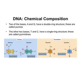 16
DNA: Chemical Composition
• Two of the bases, A and G, have a double-ring structure; these are
called purines
• The other two bases, T and C, have a single-ring structure; these
are called pyrimidines
 