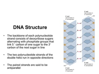 19
DNA Structure
• The backbone of each polynucleotide
strand consists of deoxyribose sugars
alternating with phosphate groups that
link 5 ' carbon of one sugar to the 3'
carbon of the next sugar in line
• The two polynucleotide strands of the
double helix run in opposite directions
• The paired strands are said to be
antiparallel
 