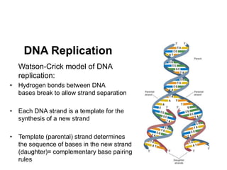 21
DNA Replication
Watson-Crick model of DNA
replication:
• Hydrogen bonds between DNA
bases break to allow strand separation
• Each DNA strand is a template for the
synthesis of a new strand
• Template (parental) strand determines
the sequence of bases in the new strand
(daughter)= complementary base pairing
rules
 