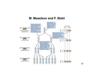 22
M. Meselson and F. Stahl
 