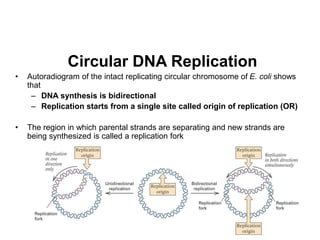23
• Autoradiogram of the intact replicating circular chromosome of E. coli shows
that
– DNA synthesis is bidirectional
– Replication starts from a single site called origin of replication (OR)
• The region in which parental strands are separating and new strands are
being synthesized is called a replication fork
Circular DNA Replication
 