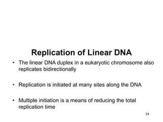 24
Replication of Linear DNA
• The linear DNA duplex in a eukaryotic chromosome also
replicates bidirectionally
• Replication is initiated at many sites along the DNA
• Multiple initiation is a means of reducing the total
replication time
 