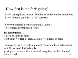 28
How fast is the fork going?
E. coli can replicate in about 20 minutes under optimal conditions.
E. coli genome contains 4.5*106 basepairs
4.5*106 basepairs/2 replication forks/1200 s =
1875 basepairs/replication fork/s
By comparison….
1 deck of cards/26 pairs
1875 pairs * 1 deck of cards/26 pairs = 72 decks of cards
To move as fast as a replication fork you would have to be able to
sort 72 decks of shuffled cards….
pairing every club with a spade and every heart with a diamond…
each second.
 