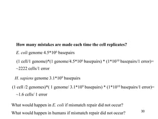 30
How many mistakes are made each time the cell replicates?
(1 cell/1 genome)*(1 genome/4.5*106 basepairs) * (1*1010 basepairs/1 error)=
H. sapiens genome 3.1*109 basepairs
E. coli genome 4.5*106 basepairs
(1 cell /2 genomes)*( 1 genome/ 3.1*109 basepairs) * (1*1010 basepairs/1 error)=
~2222 cells/1 error
~1.6 cells/ 1 error
What would happen in E. coli if mismatch repair did not occur?
What would happen in humans if mismatch repair did not occur?
 