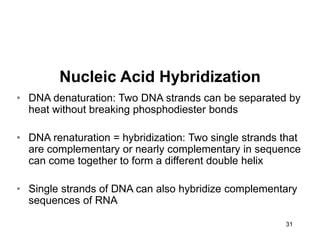 31
Nucleic Acid Hybridization
• DNA denaturation: Two DNA strands can be separated by
heat without breaking phosphodiester bonds
• DNA renaturation = hybridization: Two single strands that
are complementary or nearly complementary in sequence
can come together to form a different double helix
• Single strands of DNA can also hybridize complementary
sequences of RNA
 