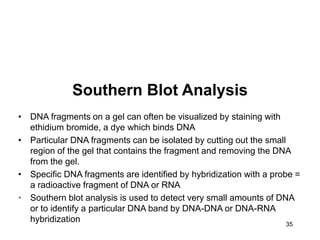 35
Southern Blot Analysis
• DNA fragments on a gel can often be visualized by staining with
ethidium bromide, a dye which binds DNA
• Particular DNA fragments can be isolated by cutting out the small
region of the gel that contains the fragment and removing the DNA
from the gel.
• Specific DNA fragments are identified by hybridization with a probe =
a radioactive fragment of DNA or RNA
• Southern blot analysis is used to detect very small amounts of DNA
or to identify a particular DNA band by DNA-DNA or DNA-RNA
hybridization
 