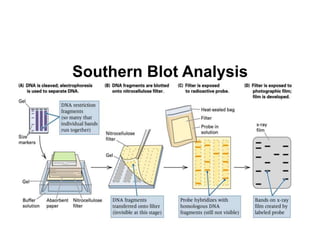 36
Southern Blot Analysis
 