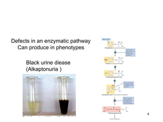 4
Black urine diease
(Alkaptonuria )
Defects in an enzymatic pathway
Can produce in phenotypes
 