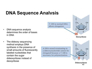 40
DNA Sequence Analysis
• DNA sequence analysis
determines the order of bases
in DNA
• The dideoxy sequencing
method employs DNA
synthesis in the presence of
small amounts of fluorescently
labeled nucleotides that
contain the sugar
dideoxyribose instead of
deoxyribose
 