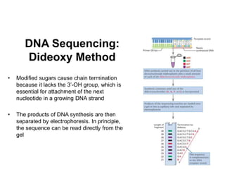 41
DNA Sequencing:
Dideoxy Method
• Modified sugars cause chain termination
because it lacks the 3’-OH group, which is
essential for attachment of the next
nucleotide in a growing DNA strand
• The products of DNA synthesis are then
separated by electrophoresis. In principle,
the sequence can be read directly from the
gel
 