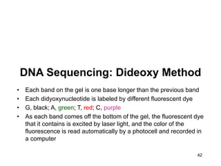 42
DNA Sequencing: Dideoxy Method
• Each band on the gel is one base longer than the previous band
• Each didyoxynucleotide is labeled by different fluorescent dye
• G, black; A, green; T, red; C, purple
• As each band comes off the bottom of the gel, the fluorescent dye
that it contains is excited by laser light, and the color of the
fluorescence is read automatically by a photocell and recorded in
a computer
 