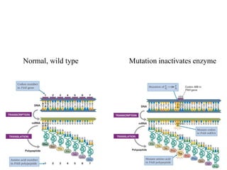 6
Normal, wild type Mutation inactivates enzyme
 