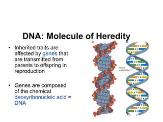 DNA: Molecule of Heredity
• Inherited traits are
affected by genes that
are transmitted from
parents to offspring in
reproduction
• Genes are composed
of the chemical
deoxyribonucleic acid =
DNA
 