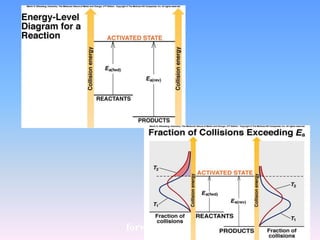 forward reaction reverse reaction 
 