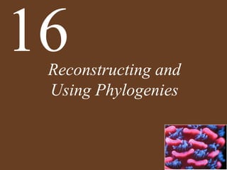 Reconstructing and
Using Phylogenies
16
 