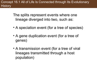 Concept 16.1 All of Life Is Connected through Its Evolutionary
History
The splits represent events where one
lineage diverged into two, such as:
• A speciation event (for a tree of species)
• A gene duplication event (for a tree of
genes)
• A transmission event (for a tree of viral
lineages transmitted through a host
population)
 