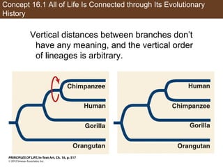 Concept 16.1 All of Life Is Connected through Its Evolutionary
History
Vertical distances between branches don’t
have any meaning, and the vertical order
of lineages is arbitrary.
 