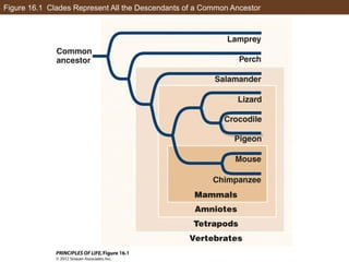 Figure 16.1 Clades Represent All the Descendants of a Common Ancestor
 