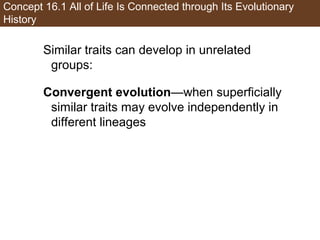 Concept 16.1 All of Life Is Connected through Its Evolutionary
History
Similar traits can develop in unrelated
groups:
Convergent evolution—when superficially
similar traits may evolve independently in
different lineages
 