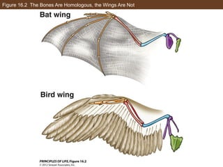 Figure 16.2 The Bones Are Homologous, the Wings Are Not
 