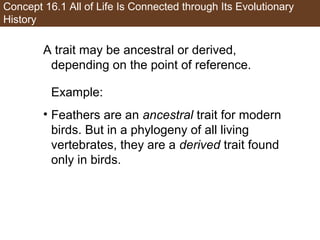 Concept 16.1 All of Life Is Connected through Its Evolutionary
History
A trait may be ancestral or derived,
depending on the point of reference.
Example:
• Feathers are an ancestral trait for modern
birds. But in a phylogeny of all living
vertebrates, they are a derived trait found
only in birds.
 