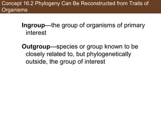 Concept 16.2 Phylogeny Can Be Reconstructed from Traits of
Organisms
Ingroup—the group of organisms of primary
interest
Outgroup—species or group known to be
closely related to, but phylogenetically
outside, the group of interest
 