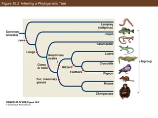 Figure 16.3 Inferring a Phylogenetic Tree
 