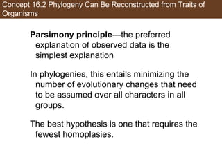 Concept 16.2 Phylogeny Can Be Reconstructed from Traits of
Organisms
Parsimony principle—the preferred
explanation of observed data is the
simplest explanation
In phylogenies, this entails minimizing the
number of evolutionary changes that need
to be assumed over all characters in all
groups.
The best hypothesis is one that requires the
fewest homoplasies.
 
