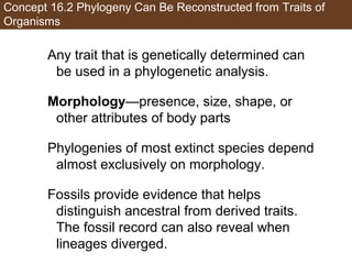 Concept 16.2 Phylogeny Can Be Reconstructed from Traits of
Organisms
Any trait that is genetically determined can
be used in a phylogenetic analysis.
Morphology—presence, size, shape, or
other attributes of body parts
Phylogenies of most extinct species depend
almost exclusively on morphology.
Fossils provide evidence that helps
distinguish ancestral from derived traits.
The fossil record can also reveal when
lineages diverged.
 