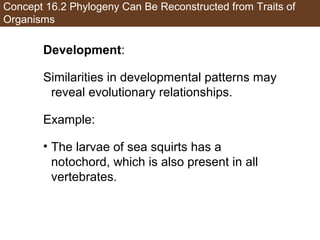Concept 16.2 Phylogeny Can Be Reconstructed from Traits of
Organisms
Development:
Similarities in developmental patterns may
reveal evolutionary relationships.
Example:
• The larvae of sea squirts has a
notochord, which is also present in all
vertebrates.
 
