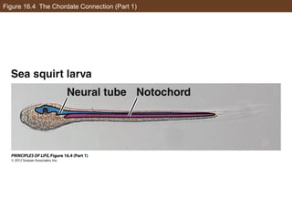 Figure 16.4 The Chordate Connection (Part 1)
 