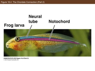 Figure 16.4 The Chordate Connection (Part 2)
 