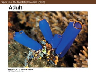 Figure 16.4 The Chordate Connection (Part 3)
 